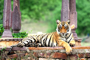 Ranthambore