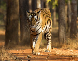 same Day Taj Mahal Tour by Train