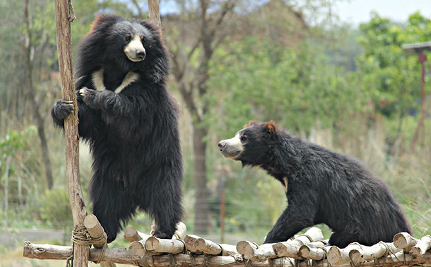 Wildelife SOS Agra TOur Package