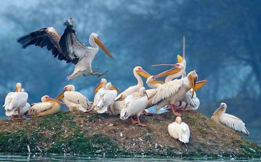 Same day Tajmahal tour with Elephant/Bear Sanctuary Package is best Trip for Wildlife loves in Agra. Plan a trip to Wildlife Sos in Agra & Bear Sanctuary near Agra to Enjoy a Adventure Tour.