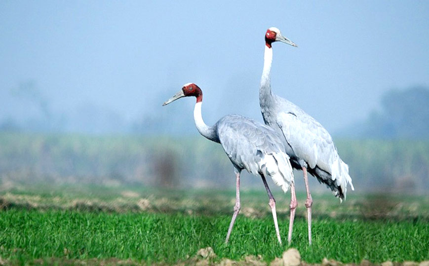 Unique One day Tajmahal Tour with Mughal era rural experience